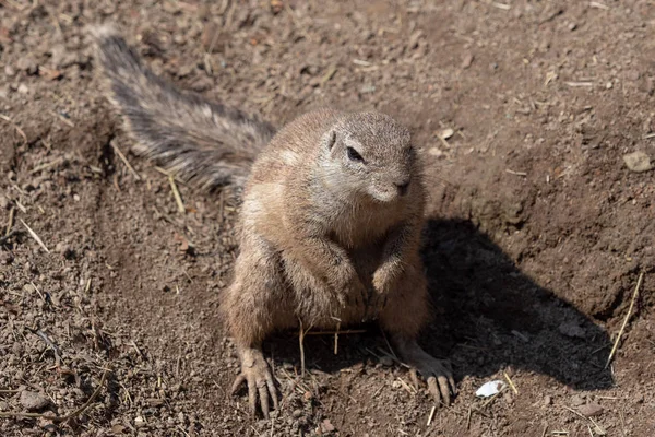 Único Esquilo Cabo Xerus Inauris Sentado Chão Arenoso — Fotografia de Stock