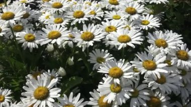 Leucanthemum maksimum Beyaz Krizantem olarak da bilinen shasta daisy ya da gümüş Prenses çiçekler. 
