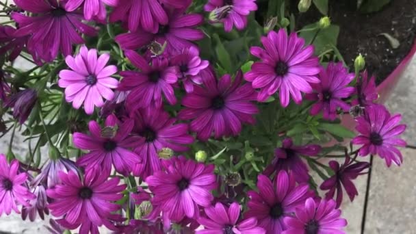 Flowering deep purple osteospermum close-up.
