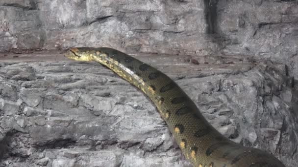 Anaconda Verde Eunectes Murinus Anaconda Grande — Vídeo de stock