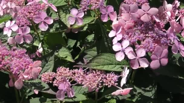 Inflorescencia Una Hortensia Con Flores Raras Tonos Rosados — Vídeos de Stock