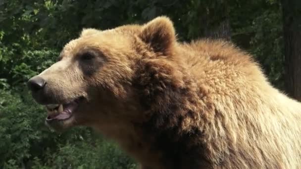Портрет Бурого Медведя Ursus Arctos Beringianus Камчатский Бурый Медведь — стоковое видео