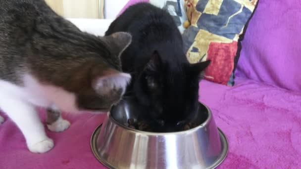 Dos Gatos Están Comiendo Tazón — Vídeo de stock