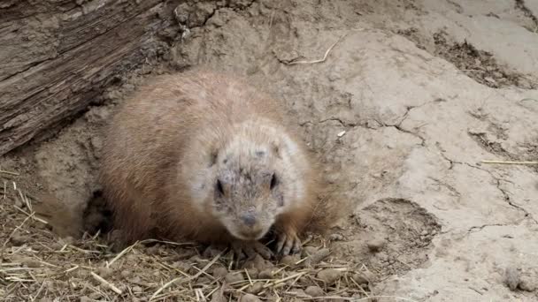 Cão Pradaria Cynomys Ludovicianus Está Procura Comida — Vídeo de Stock