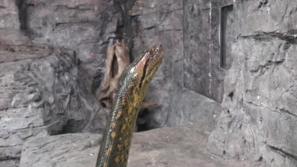 Big Anaconda. Anaconda vert (Eunectes murinus) ). 