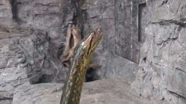 Grote Anaconda Groene Anaconda Eunectes Murinus — Stockvideo