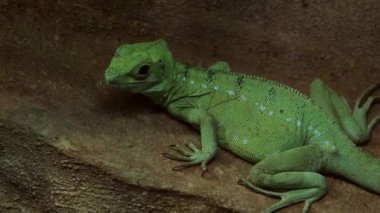 Tüylü basilisk (Basiliscus plumifrons) kadar yeşil bir basilisk olarak da adlandırılan görünümünü kapat.