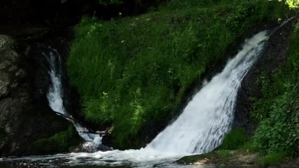 大自然中的小瀑布环绕着绿色植物 — 图库视频影像