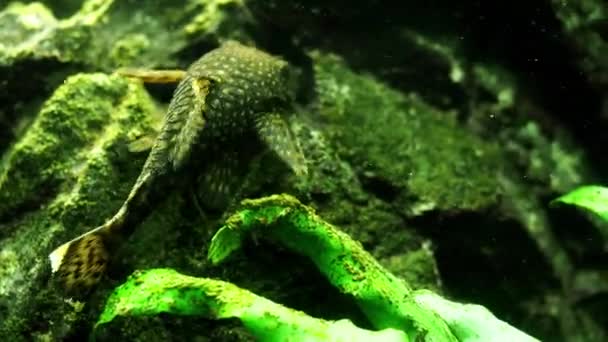 Тропические Рыбы Аквариуме — стоковое видео