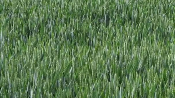 Campo Con Cereales Campo Trigo Verde Joven Agricultura Primavera — Vídeo de stock