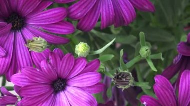 Derin mor çiçekli osteospermum yakın çekim.