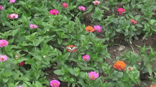 Borboleta Rabo Andorinha Flores Rosa — Vídeo de Stock