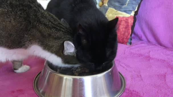 Två Katter Äter Från Skål — Stockvideo