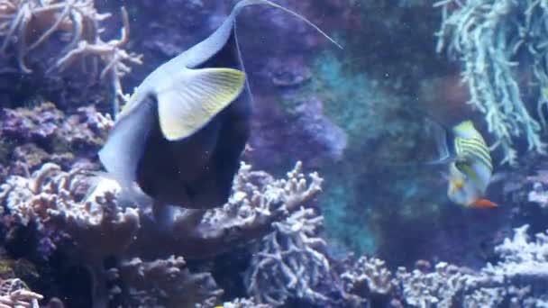 鱼在水族馆 热带礁鱼 — 图库视频影像