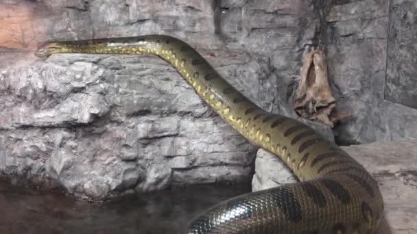 Groene Anaconda Eunectes Murinus Grote Anaconda — Stockvideo