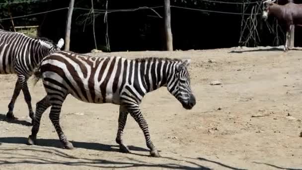 Zebra Grévyho Equus Grevyi Skupina — Stock video