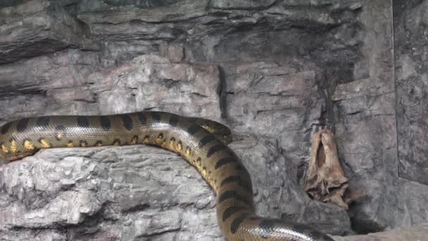 Anaconda Vert Eunectes Murinus Gros Anaconda — Video