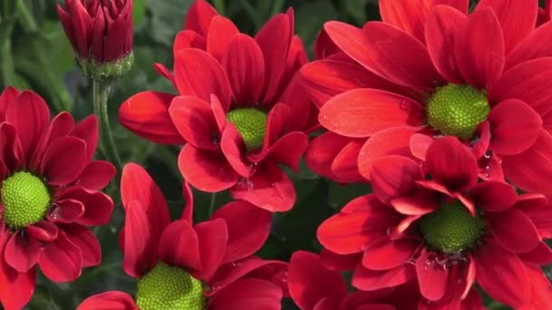 Blumen Chrysanthemen Garten — Stockvideo