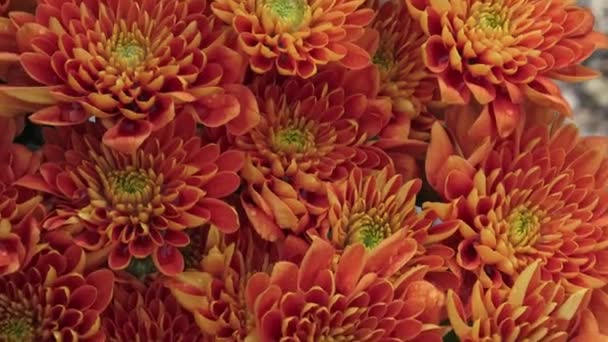 Flowers Flowers Chrysanthemum Garden — Stock Video