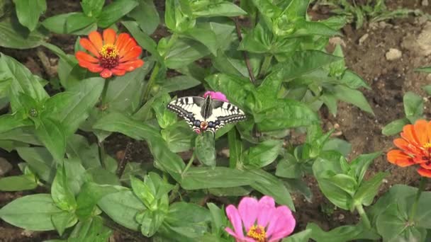 Schmetterling Auf Rosa Blume Garten — Stockvideo