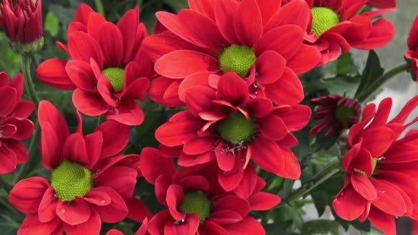 Цветы Цветы Хризантема Саду — стоковое видео