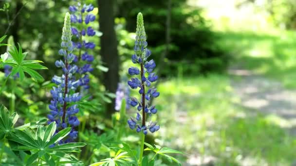 Lupins Bleus Fleurissant Dans Prairie — Video