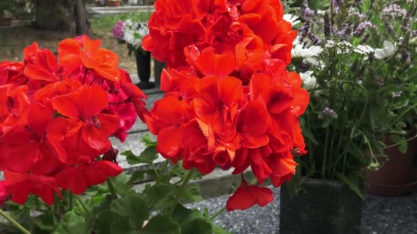 赤い花 墓に花 ゼラニウム系 — ストック動画