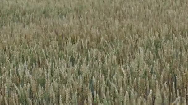 Campo Con Cereali Campo Grano Verde Giovane Agricoltura Primaverile — Video Stock