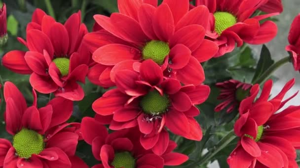 Blumen Chrysanthemen Garten — Stockvideo