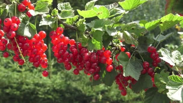 在花园里的灌木丛上挂着红醋栗 — 图库视频影像