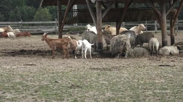Mängd Husdjur Grupp Lantbruksdjur — Stockvideo
