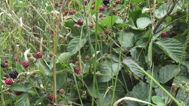 Brombeeren Zweig Rote Und Schwarze Wilde Brombeeren Sträucher Und Zweige — Stockvideo