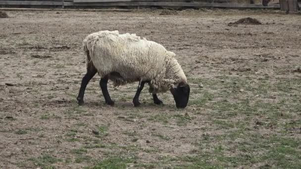 Nutztiere Schafe Auf Bauernhof — Stockvideo