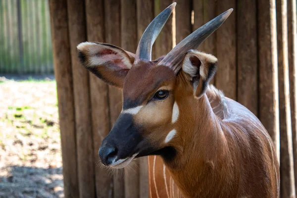 Bongo Antilope Genoemd Boocercus Euryceros Isaaci — Stockfoto