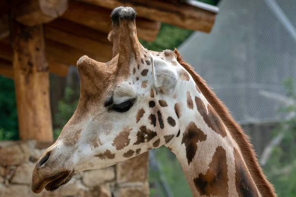 Zuid Afrikaanse Giraf Safari Park — Stockfoto