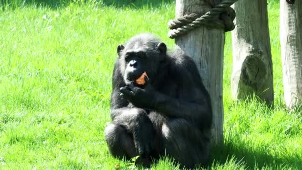 一只黑猩猩 潘黑猩猩 吃蔬菜 黑猩猩肖像 — 图库视频影像
