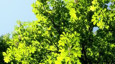 Parkta bahar kestane ağaçlarının çiçek. (Aesculus hippocastanum)
