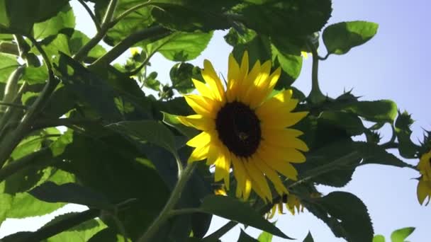 Close Girassol Amarelo Brilhante Pendurado Para Baixo Luz Solar Jardim — Vídeo de Stock