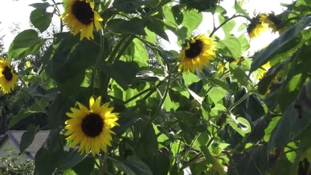 Крупним Планом Блискучий Жовтий Соняшник Звисає Вниз Сонячному Світлі Саду — стокове відео