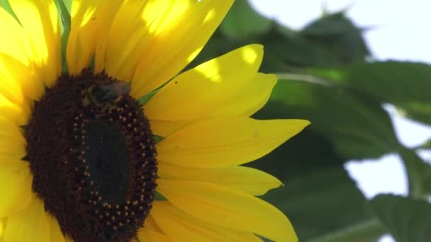 在花园里的阳光下悬挂着灿烂的黄色向日葵特写 坐在一朵向日葵上的大黄蜂 — 图库视频影像