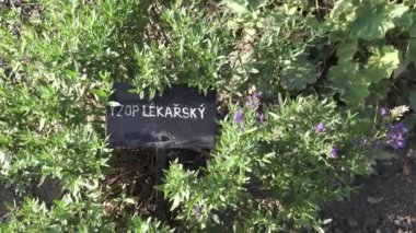 Hyssopus officinalis, çördük bilinen otsu bir bitki var. Tıbbi bitki. Baharat ve otlar.