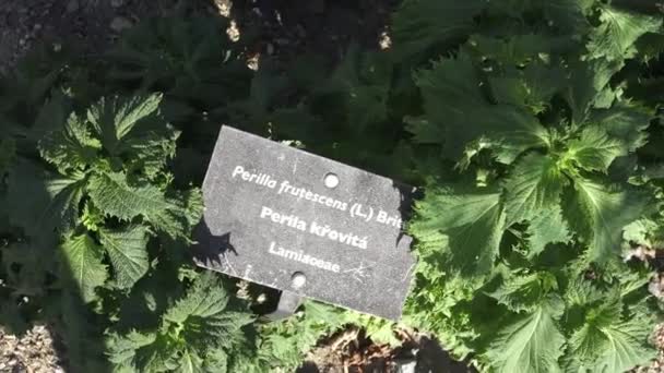Feuilles Couleur Verte Plante Perilla Frutescens Perilla Frutescens Beefsteak Plant — Video