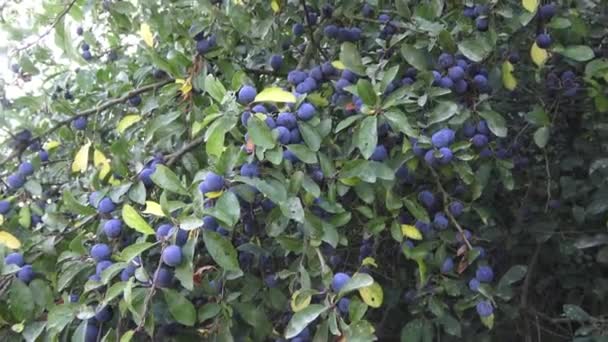 Prunus Spinosa Wächst Auf Einem Ast Nahaufnahme Blaue Beeren Der — Stockvideo