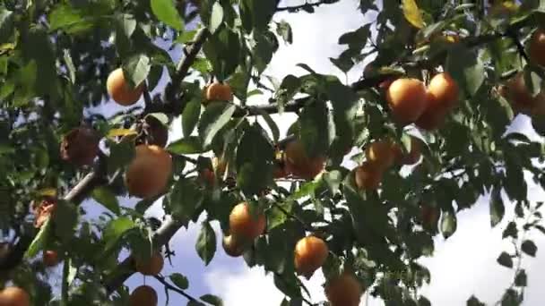 黄色のミラベル プラム 木で熟したミラベル 夏に収穫前に有機フルーツ サクラ イエバエ Syriaca — ストック動画