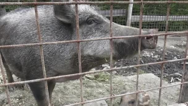 野生のイノシシ こぶた 母の若い猪豚 — ストック動画