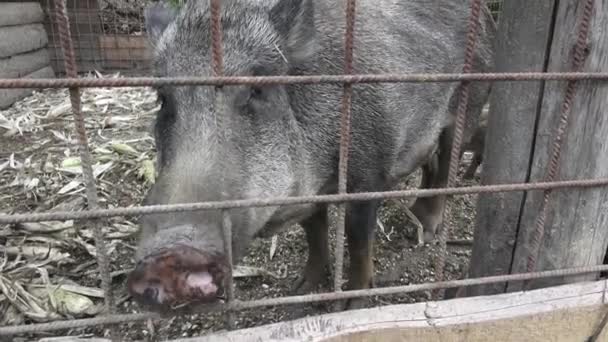 Wild Boar Little Pig Young Wild Boar Piglets Mother — Stock Video