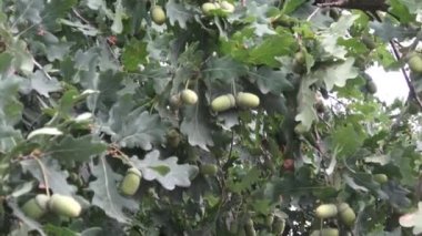 Yeşil yaprakları ve meşe palamutları meşe dalı. Yaz aylarında meşe ağacı. 