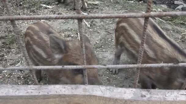 Wild Boar Little Pig Young Wild Boar Piglets Mother — Stock Video