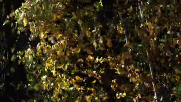 在秋天的森林的年轻桦木 树叶在风中 — 图库视频影像