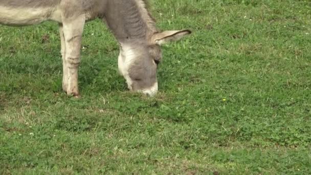 Osioł Jedzenie Trawy Osioł Swojej Dziedzinie Farmie — Wideo stockowe